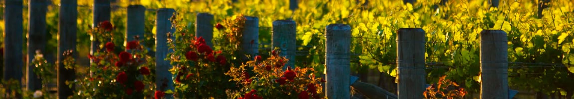 New Zealand Wines