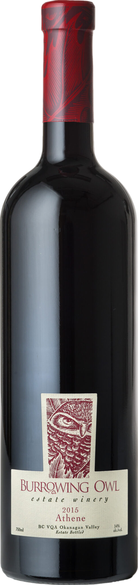 Burrowing Owl Athene 2019