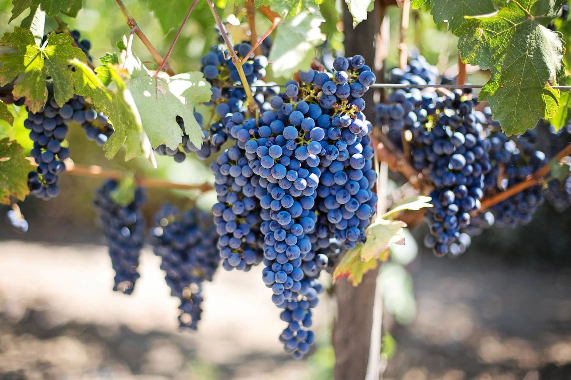 The Ultimate Guide to Cabernet Sauvignon for Any Budget