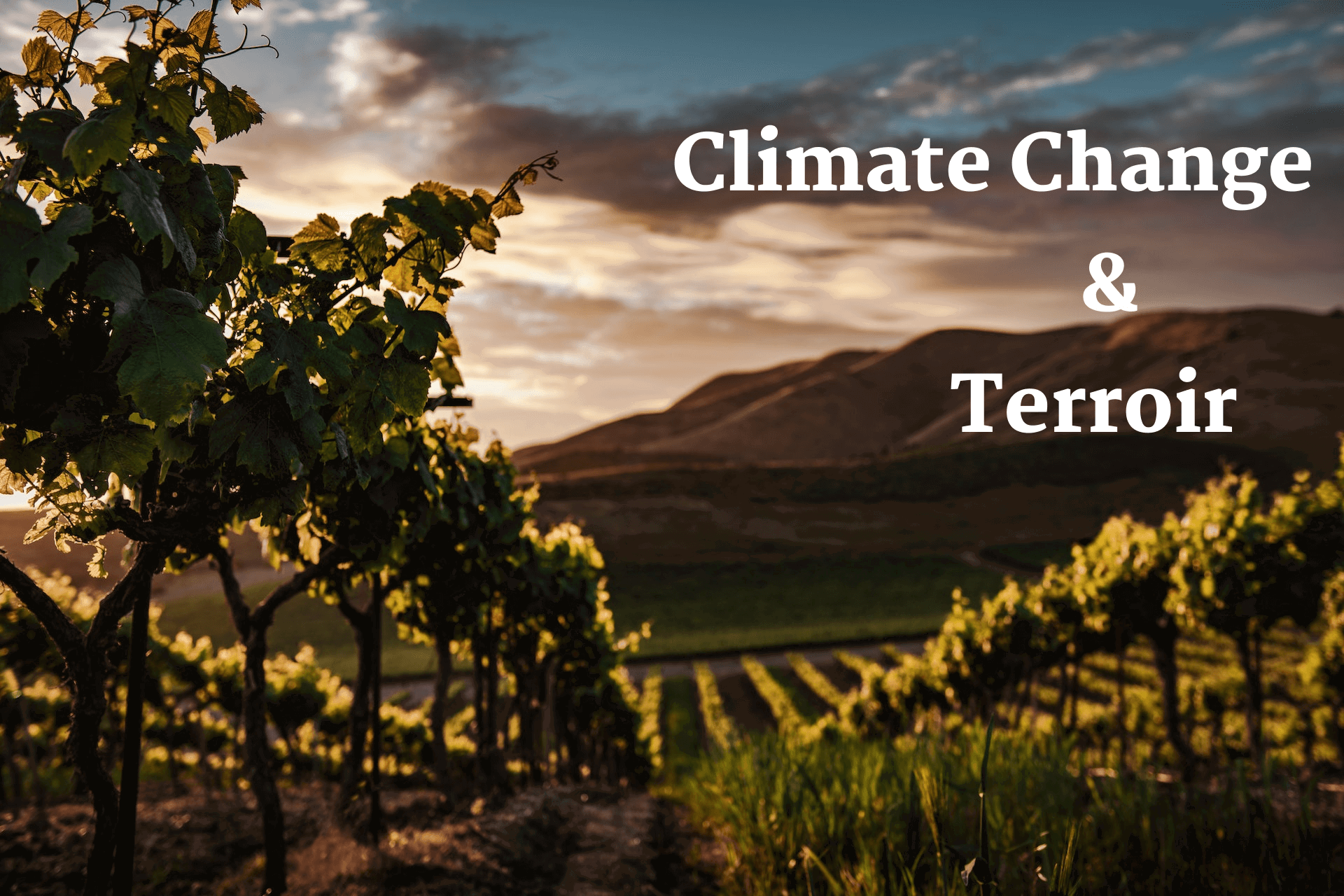 Climate Change & Terroir