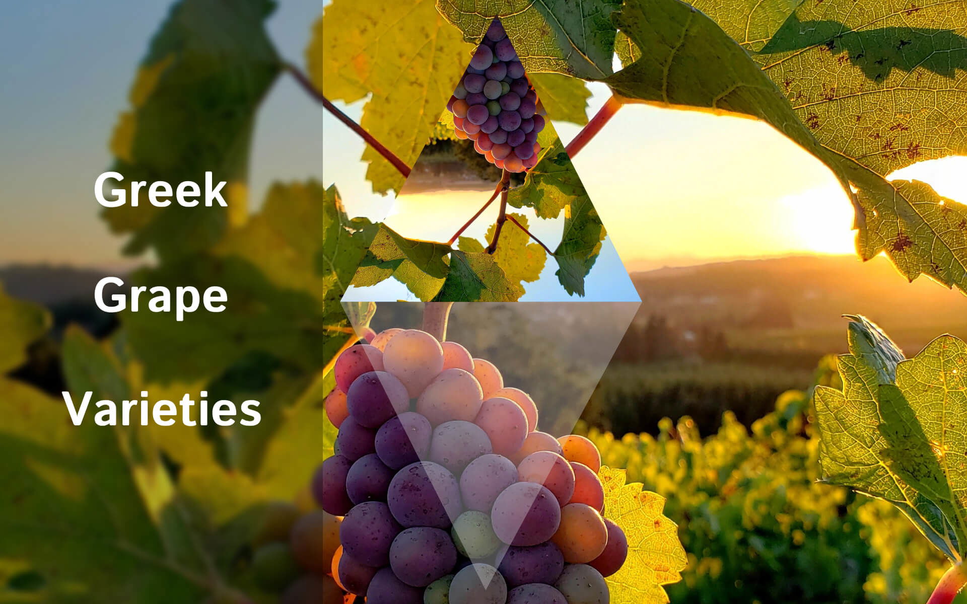 Greek grape varieties