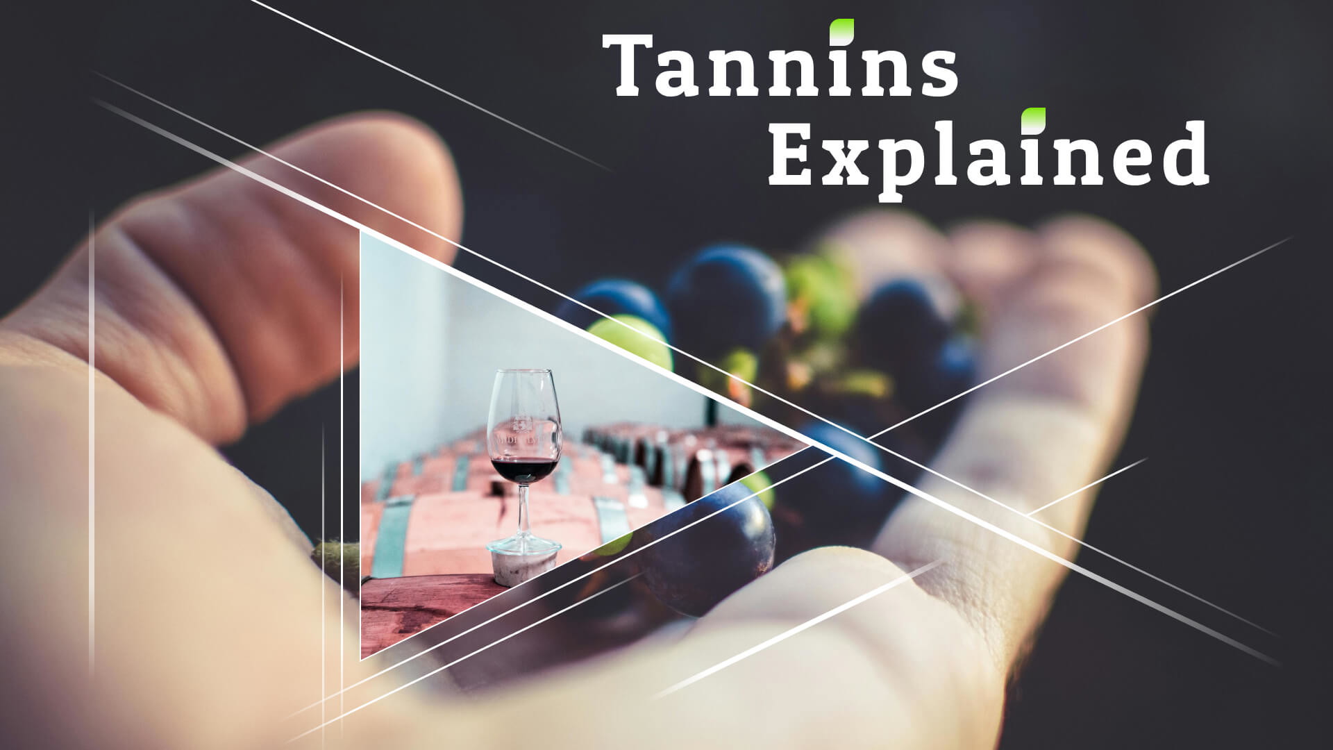 Tannins Explained: How They Affect Your Wine 