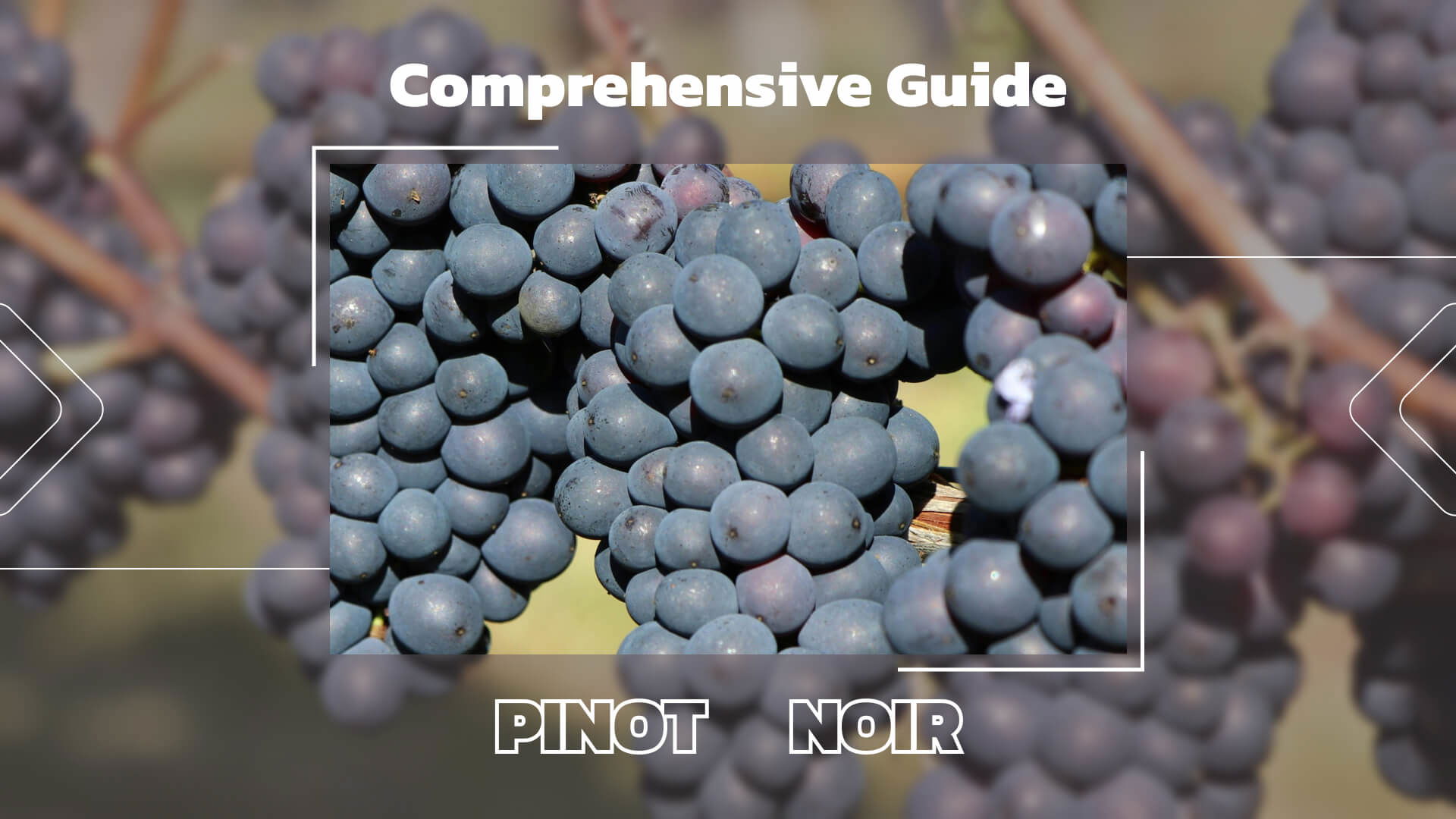 The Pinot Noir Grape: A Comprehensive Guide