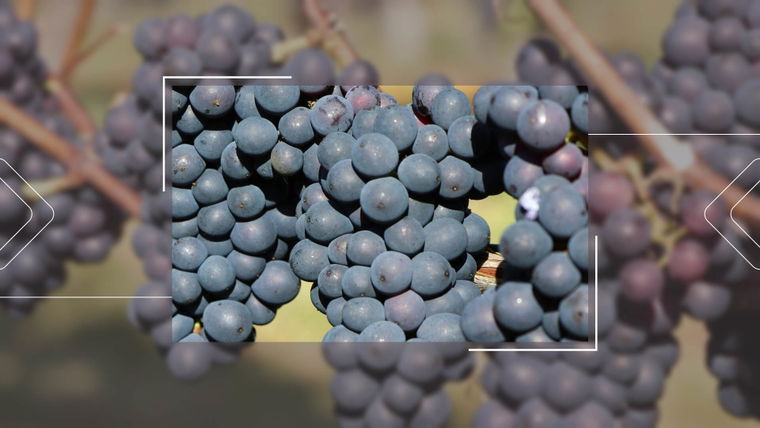 Le Pinot noir : Un guide complet