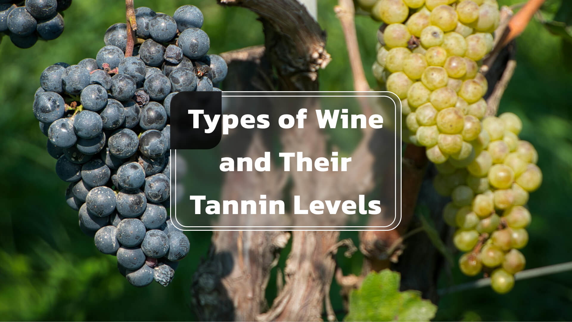Types of Wine and Their Tannin Levels