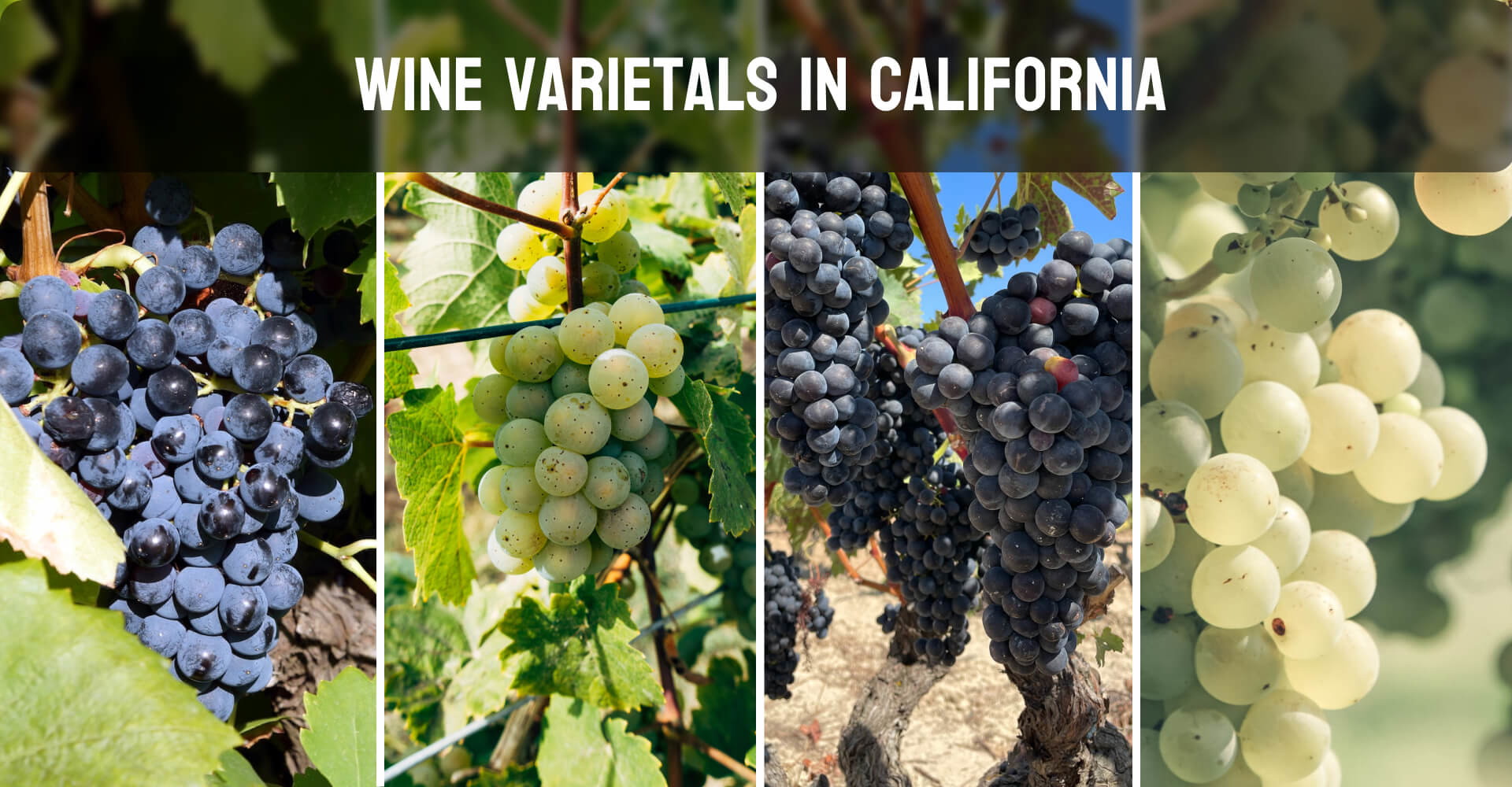 Wine varietals in California